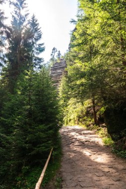 Bereketli yeşilliklerle çevrili, ağaçların arasından süzülen güneş ışığı yürüyüş, rahatlama ve doğanın güzelliklerini keşfetmek için mükemmel.