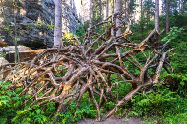 Çevresi turizm, eko-turizm, doğa reklamcılığı, seyahat rehberleri için canlı yeşilliklerle çevrili, verimli ve açık kökleri olan bir ağaç.