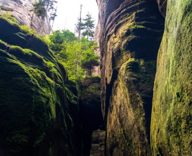 Yosun kaplı bir kumtaşı kanyonu yüksek uçurumlar, yemyeşil yemyeşil ve dağılmış güneş ışığı, yürüyüş, keşif ve jeolojik güzellikleri takdir etmek için.