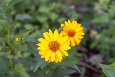 Heliopsis helianthoides çiçekleri, sarı sahte ayçiçekleri, pürüzsüz öküz çiçeği, yaz bahçesinde pürüzsüz öküz gözü, çiçek açan bitki.