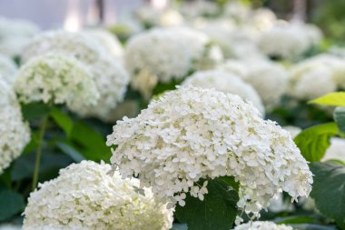 Hydrangea Çiçekleri, Çiçek açan Beyaz Hortensia, Ortanca Paniklemesi Çiçek Kapanışı, Büyük Infloresans, Çiçek Bulutları Güzel Yaz Bahçesi desenli desen