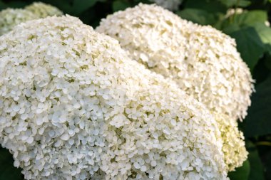 Hydrangea Çiçekleri, Çiçek açan Beyaz Hortensia, Ortanca Paniklemesi Çiçek Kapanışı, Büyük Infloresans, Çiçek Bulutları Güzel Yaz Bahçesi desenli desen