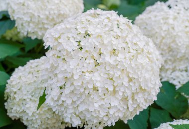 Hydrangea Çiçekleri, Çiçek açan Beyaz Hortensia, Ortanca Paniklemesi Çiçek Kapanışı, Büyük Infloresans, Çiçek Bulutları Güzel Yaz Bahçesi desenli desen