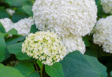 Hydrangea Çiçekleri, Çiçek açan Beyaz Hortensia, Ortanca Paniklemesi Çiçek Kapanışı, Büyük Infloresans, Çiçek Bulutları Güzel Yaz Bahçesi desenli desen