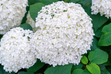 Hydrangea Çiçekleri, Çiçek açan Beyaz Hortensia, Ortanca Paniklemesi Çiçek Kapanışı, Büyük Infloresans, Çiçek Bulutları Güzel Yaz Bahçesi desenli desen