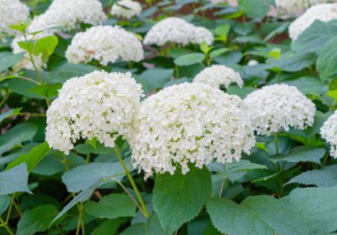 Hydrangea Çiçekleri, Çiçek açan Beyaz Hortensia, Ortanca Paniklemesi Çiçek Kapanışı, Büyük Infloresans, Çiçek Bulutları Güzel Yaz Bahçesi desenli desen