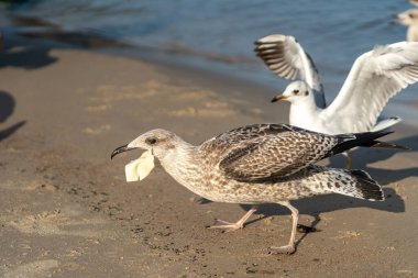 Büyük martı yavrusu peynir yer, yazın Baltık Denizi 'nde martı besler, Avrupa ringa martısı ya da Larus Argentatus kapanışı