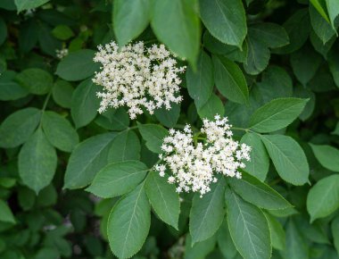 Yeşil yaprakların arasında açan mürver çiçekleri, narin beyaz kümeler, doğal yemyeşil yapraklar, yaz manzarası, hafif ışık, canlı yeşillik, huzurlu atmosfer, yumuşak yapraklar, gelişen doğa