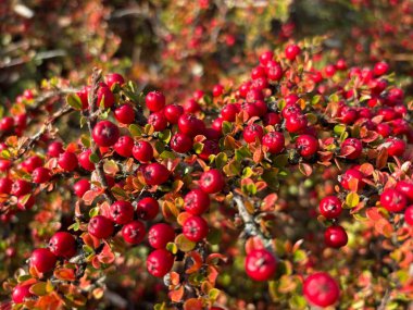 Pyracantha portakal meyveleri, ateş dikeni dekoratif meyveler, sonbahar bahçesinde parlak bir çalı, kırmızı Pyracantha mafyasının yakın plan bitkileri.