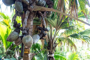Praslin, Seyşeller, 3 Şubat 2025: Praslin, Seyşeller 'deki Coco de Mer avuç içi, yoğun tropikal yeşilliklerle çevrili, turist yazılarıyla işaretlenmiş fındıklar.