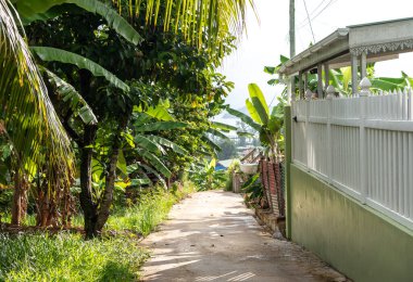 Praslin, Seyşeller, 3 Şubat 2025 Praslin, Seyşeller 'de muz ağaçları, palmiye ağaçları ve beyaz çitlerle çevrili dar bir tropikal yol.