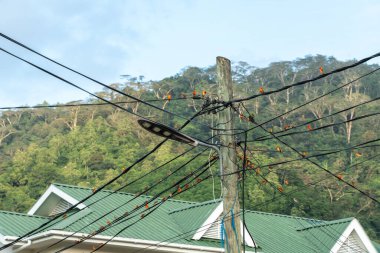 Beau Vallon, Seyşeller, 31 Ocak 2025: Birçok Aldabra Fody ve Foudia sechellarum kuşları veya Foudia aldabrana elektrik kablolarındaki turuncu serçeler, editoryal görüntü