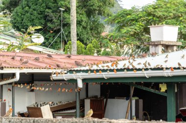 Beau Vallon, Seyşeller, 31 Ocak 2025: Birçok Aldabra Fody ve Foudia sechellarum kuşları veya çatıdaki turuncu serçeler gibi görünen Foudia aldabrana