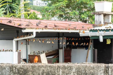 Beau Vallon, Seyşeller, 31 Ocak 2025: Birçok Aldabra Fody ve Foudia sechellarum kuşları veya çatıdaki turuncu serçeler gibi görünen Foudia aldabrana