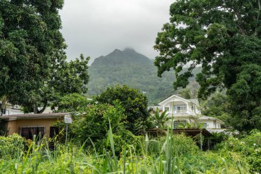 Beau Vallon, Seyşeller, 2 Şubat 2025: Mango ağaçları ve nemli bir ortamda sisli bir dağın eteğindeki yoğun tropikal bitki örtüsü evleri