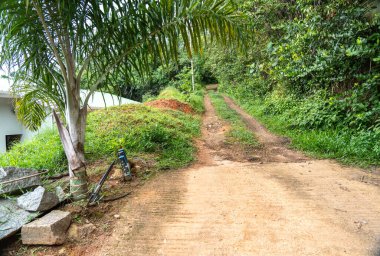 Beau Vallon, Seyşeller, 2 Şubat 2025: Yoğun orman boyunca uzanan dar toprak yol, yemyeşil bitki örtüsü ve tropikal yeşil yayın görüntüsüyle çevrili.