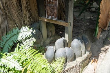 Praslin, Seyşeller, 3 Şubat 2025: Coco de Mer fındıkları Fond Ferdinand Reserve 'de sergilendi.