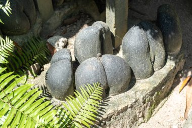 Praslin, Seyşeller, 3 Şubat 2025: Fond Ferdinand Reserve 'de Coco de Mer fındıkları sergilendi.