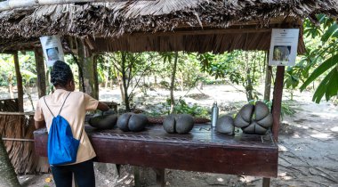 Praslin, Seyşeller, 3 Şubat 2025: Bir rehber Coco de Mer fındıklarını Fond Ferdinand Reserve, Praslin, Seyşeller 'deki bir turiste tropikal bir editör imajıyla açıklıyor.