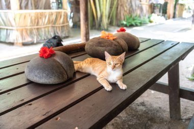 Praslin, Seyşeller, 3 Şubat 2025, Fond Ferdinand Reserve 'de Coco de Mer fındıklarıyla birlikte tahta bir masada dinlenen sokak kedisi, Praslin, Seyşeller' in editör görüntüsü.