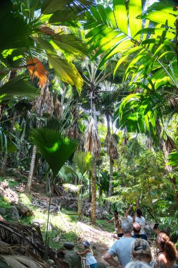Praslin, Seyşeller, 3 Şubat 2025: Turistler, Fond Ferdinand Reserve, Praslin, Seyşeller 'de bir orman gezisinde rehberlerini takip ediyor.