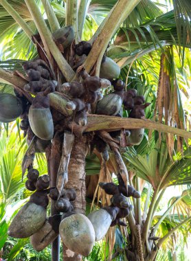 Praslin, Seyşeller, 3 Şubat 2025: Praslin, Seyşeller 'deki Coco de Mer avuç içi, yoğun tropikal yeşilliklerle çevrili, turist yazılarıyla işaretlenmiş fındıklar.