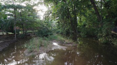 Seyşeller Adası 'ndaki yemyeşil tropikal orman ve bitki örtüsüyle çevrili sakin bir tatlı su deresi.