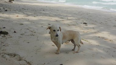 Dağınık gölgenin altında yumuşak kum ve yumuşak dalgalarla tropik bir plajda tek başına duran başıboş bir köpek.
