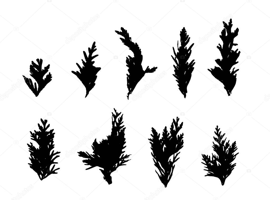 Cypress Twigs Icon, Cupressus Leaf Symbol, Arborvitae Twig, Thuya Sprig Silhouette, Thuja Leaves Illustration, Cypress Shape Set for Christmas Design