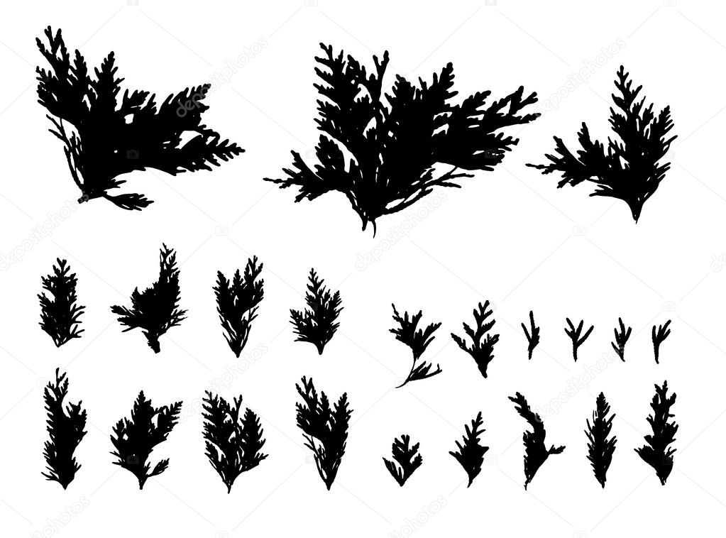 Cypress Twigs Icon, Cupressus Leaf Symbol, Arborvitae Twig, Thuya Sprig Silhouette, Thuja Leaves Illustration, Cypress Shape Set for Christmas Design