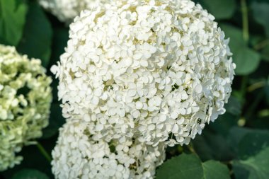 Hydrangea Çiçekleri, Çiçek açan Beyaz Hortensia, Ortanca Paniklemesi Çiçek Kapanışı, Büyük Infloresans, Çiçek Bulutları Güzel Yaz Bahçesi desenli desen