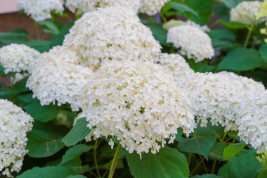 Hydrangea Çiçekleri, Çiçek açan Beyaz Hortensia, Ortanca Paniklemesi Çiçek Kapanışı, Büyük Infloresans, Çiçek Bulutları Güzel Yaz Bahçesi desenli desen