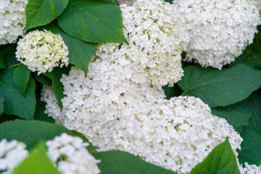 Hydrangea Çiçekleri, Çiçek açan Beyaz Hortensia, Ortanca Paniklemesi Çiçek Kapanışı, Büyük Infloresans, Çiçek Bulutları Güzel Yaz Bahçesi desenli desen