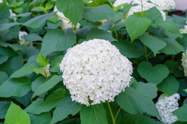 Hydrangea Çiçekleri, Çiçek açan Beyaz Hortensia, Ortanca Paniklemesi Çiçek Kapanışı, Büyük Infloresans, Çiçek Bulutları Güzel Yaz Bahçesi desenli desen