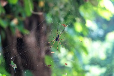 Seyşeller adası patikasındaki tropikal orman yaprakları arasında örümceğin ağa yakın çekimi