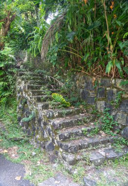 Seyşeller 'de yeşil tropikal bitki örtüsü ve orman yapraklarıyla çevrili Anse Major patikasına eski yosunlu taş basamaklar.