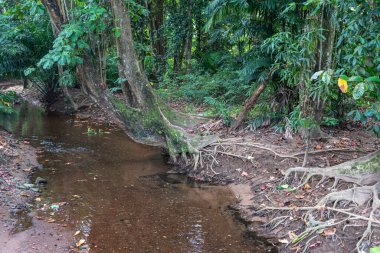 Seyşeller Ormanı 'ndaki sığ tropikal akarsu, ağaç kökleri, çamurlu bankalar ve yoğun yeşillik.