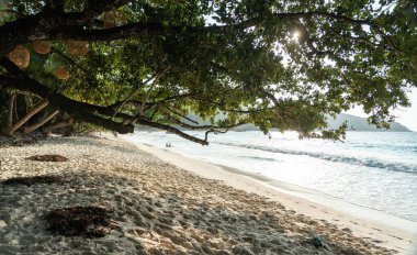 Seyşeller 'deki Anse Lazio plajı mevsim dışı kumda yosun yığınları, tropikal ağaçların gölgesi ve sabah ışığında Hint Okyanusu dalgalarının dokunuşu.