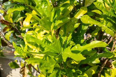 Seyşeller 'de tropik güneş ışığı altında parlak yeşil yaprakları olan Meryta bitkisi, yemyeşil yaprakları ve doğal dokusunu göstermektedir.