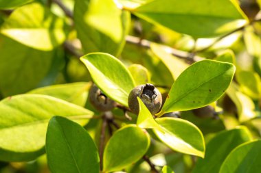 Seyşeller 'de, muhtemelen Myrcianthes Pungens' da, parlak güneş ışığı altında, yabani bir çalılıkta tropikal mersin ve yeşil yapraklara yakın çekim.