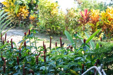 Yeşil yeşillik ve doğal ışıkla çevrili Seyşeller 'deki yemyeşil bir bahçede bir güneş kuşu tarafından ziyaret edilen kırmızı çiçekli tropik kostus bitkisi.