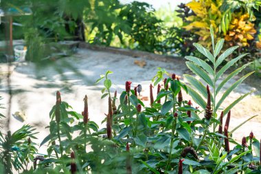 Yeşil yeşillik ve doğal ışıkla çevrili Seyşeller 'deki yemyeşil bir bahçede bir güneş kuşu tarafından ziyaret edilen kırmızı çiçekli tropik kostus bitkisi.