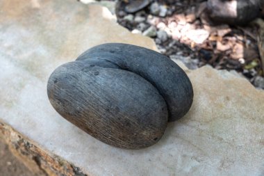 Seyşeller 'deki Praslin Adası' ndaki Fond Ferdinand Doğa Koruma Alanı 'nda taş bankta Coco de Mer tohumu. Benzersiz çift katmanlı ve koyu kabuklu büyük egzotik fındık yakın çekim