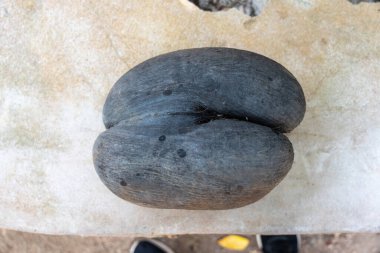 Seyşeller 'deki Praslin Adası' ndaki Fond Ferdinand Doğa Koruma Alanı 'nda taş bankta Coco de Mer tohumu. Benzersiz çift katmanlı ve koyu kabuklu büyük egzotik fındık yakın çekim