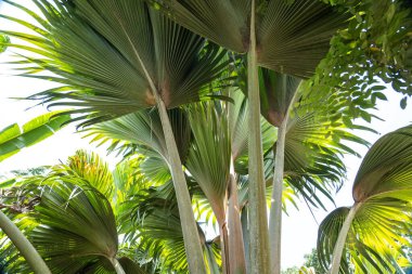 Seyşeller 'deki Praslin Adası' ndaki Fond Ferdinand Doğa Koruma Alanı 'nda Coco de Mer' in hayran yaprakları. Dev yaprakları ve güneş ışığıyla süzülen tropikal orman gölgeliği
