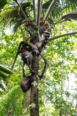 Seyşeller 'deki Praslin Adası' ndaki Fond Ferdinand Doğa Rezervi tropikal ormanında çift hindistan cevizi meyveli Coco de mer palmiyesi. Yoğun orman gölgesinde nadir görülen türler.