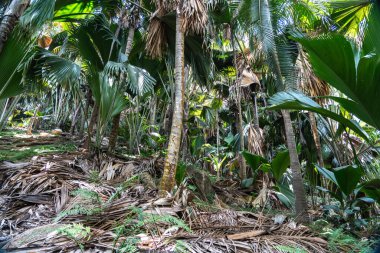 Yoğun bitki örtüsü, uzun ağaçlar ve Praslin Adası, Seyşeller 'deki Fond Ferdinand Doğa Koruma Alanı' nda düşen yapraklar zengin tropikal biyolojik çeşitliliği gösteriyor.
