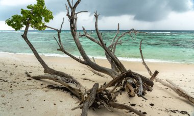 Mavi okyanus suyu, resif ve nefes kesici ada manzarasıyla tropikal sahilde sürüklenen dallar yaz turizmi ve kıyı keşifleri için güzel, romantik ve rahatlatıcı bir manzara yaratıyor.