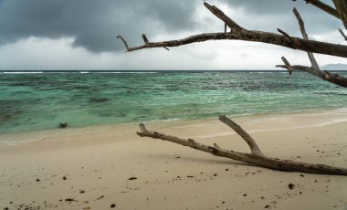 Seyşeller 'deki Praslin adasında yağmurdan önce beyaz kum, turkuaz deniz, sürüklenen ağaç dalları, yeşil bitki örtüsü ve dramatik bulutlu gökyüzü ile ıssız tropikal bir sahil.