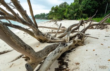 Seyşeller 'deki beyaz tropikal kumsalda, kırsal dokuları, vahşi doğal güzellikleri ve huzurlu kıyı manzaralarını, seyahat, doğa ve yaz temaları için ideallerini gösteren hava kabarcıkları üzerinde sürükleniyordu.